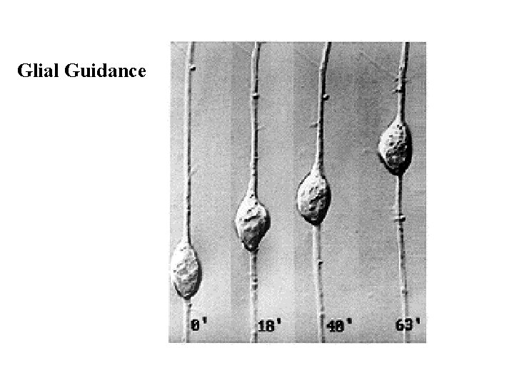 Glial Guidance Glial Guidance