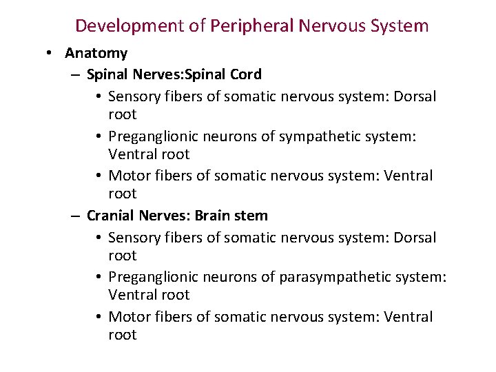 Development of Peripheral Nervous System • Anatomy – Spinal Nerves: Spinal Cord • Sensory Development of Peripheral Nervous System • Anatomy – Spinal Nerves: Spinal Cord • Sensory