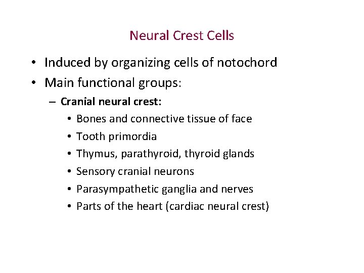 Neural Crest Cells • Induced by organizing cells of notochord • Main functional groups: