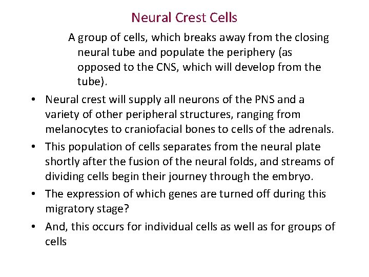 Neural Crest Cells • • A group of cells, which breaks away from the Neural Crest Cells • • A group of cells, which breaks away from the