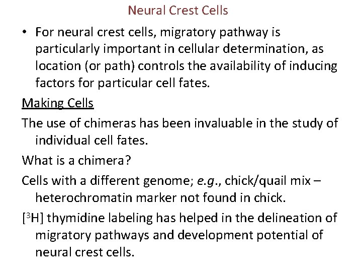 Neural Crest Cells • For neural crest cells, migratory pathway is particularly important in