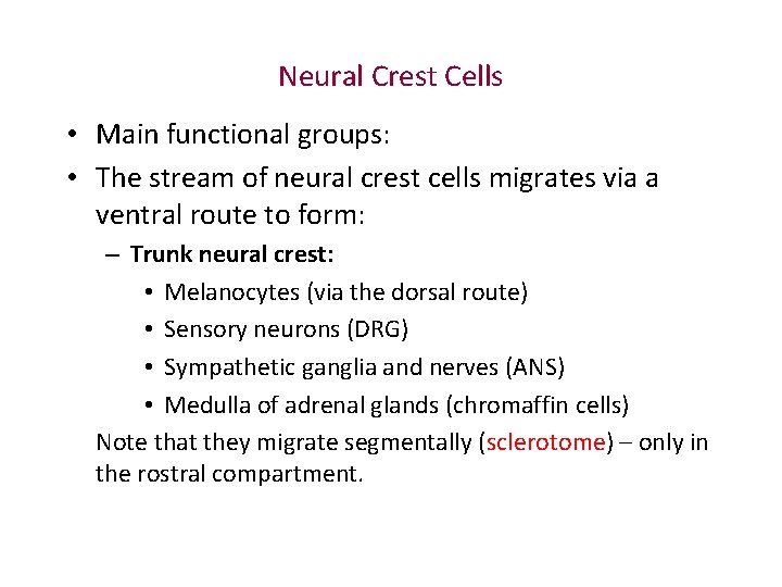 Neural Crest Cells • Main functional groups: • The stream of neural crest cells Neural Crest Cells • Main functional groups: • The stream of neural crest cells