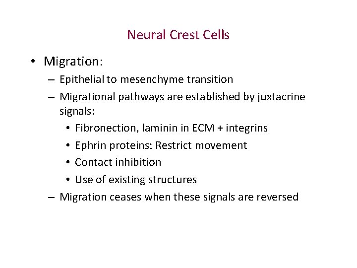 Neural Crest Cells • Migration: – Epithelial to mesenchyme transition – Migrational pathways are