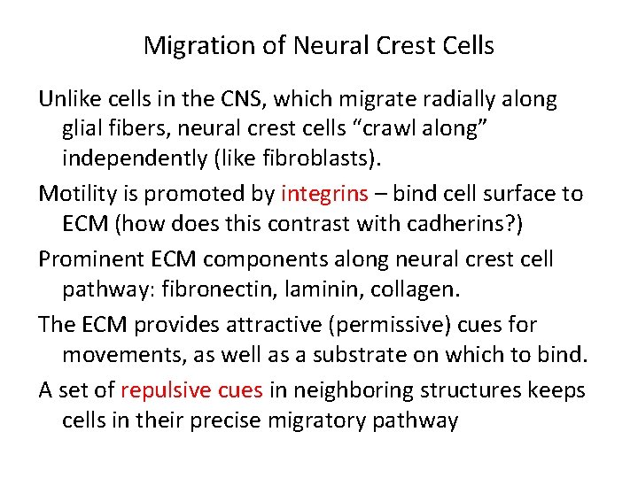 Migration of Neural Crest Cells Unlike cells in the CNS, which migrate radially along Migration of Neural Crest Cells Unlike cells in the CNS, which migrate radially along