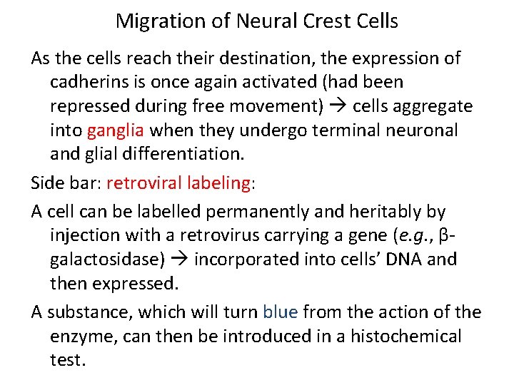Migration of Neural Crest Cells As the cells reach their destination, the expression of Migration of Neural Crest Cells As the cells reach their destination, the expression of