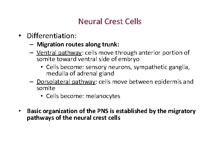 Neural Crest Cells • Differentiation: – Migration routes along trunk: – Ventral pathway: cells Neural Crest Cells • Differentiation: – Migration routes along trunk: – Ventral pathway: cells