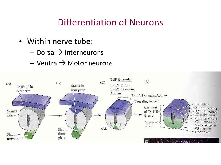 Differentiation of Neurons • Within nerve tube: – Dorsal Interneurons – Ventral Motor neurons Differentiation of Neurons • Within nerve tube: – Dorsal Interneurons – Ventral Motor neurons