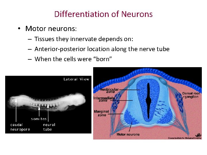 Differentiation of Neurons • Motor neurons: – Tissues they innervate depends on: – Anterior-posterior