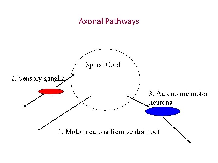 Axonal Pathways Spinal Cord 2. Sensory ganglia 3. Autonomic motor neurons 1. Motor neurons