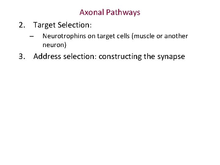 Axonal Pathways 2. Target Selection: – Neurotrophins on target cells (muscle or another neuron)