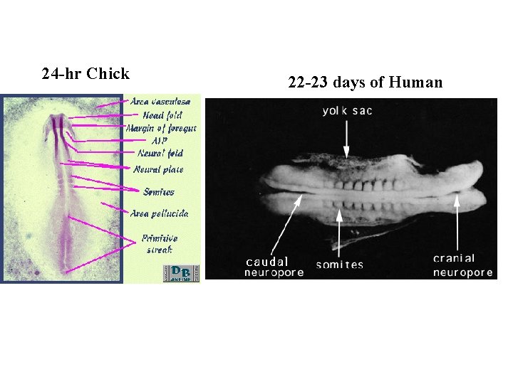 24 -hr Chick 22 -23 days of Human 24 -hr Chick 22 -23 days of Human