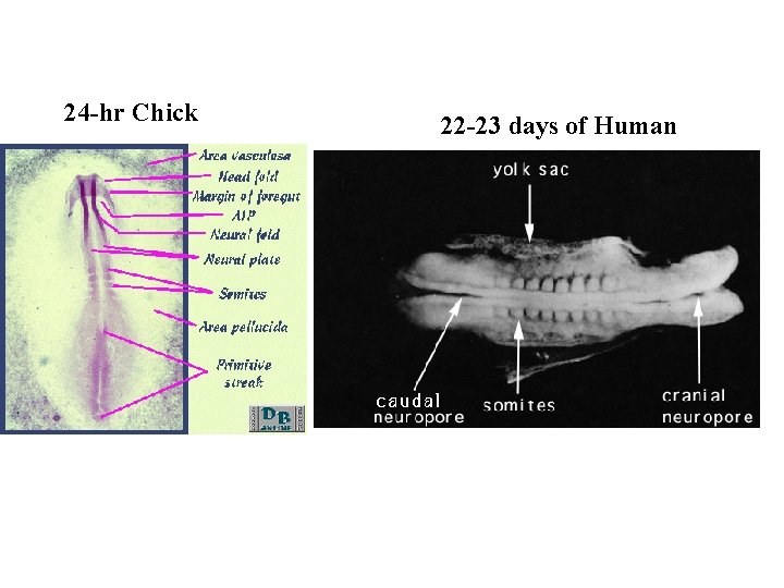 24 -hr Chick 22 -23 days of Human 