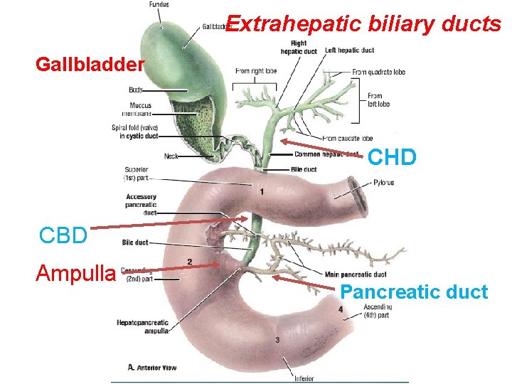 Extrahepatic biliary ducts Gallbladder CHD CBD Ampulla Pancreatic duct 