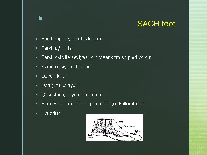 z SACH foot § Farklı topuk yüksekliklerinde § Farklı ağırlıkta § Farklı aktivite seviyesi