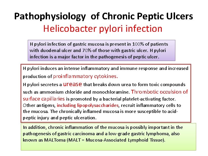 Pathophysiology of Chronic Peptic Ulcers Helicobacter pylori infection H pylori infection of gastric mucosa