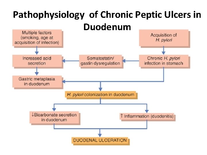 Pathophysiology of Chronic Peptic Ulcers in Duodenum 