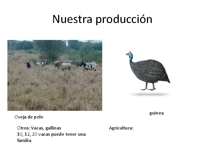 Nuestra producción guinea Oveja de pelo Otros: Vacas, gallinas 10, 12, 20 vacas puede