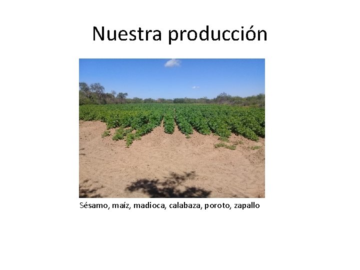 Nuestra producción Sésamo, maíz, madioca, calabaza, poroto, zapallo 