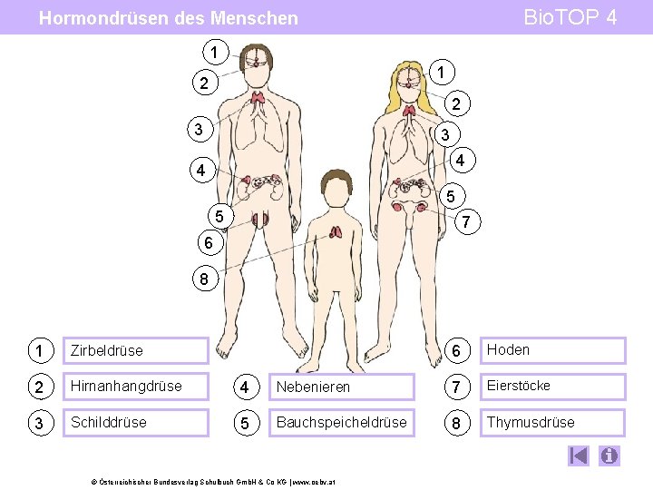 Bio. TOP 4 Hormondrüsen des Menschen 1 1 2 2 3 3 4 4