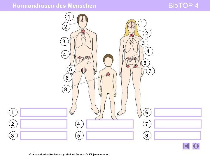 Bio. TOP 4 Hormondrüsen des Menschen 1 1 2 2 3 3 4 4