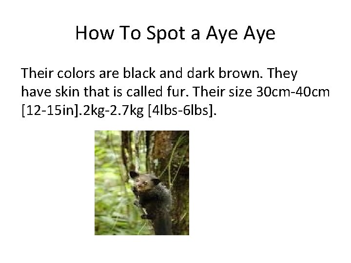 How To Spot a Aye Their colors are black and dark brown. They have