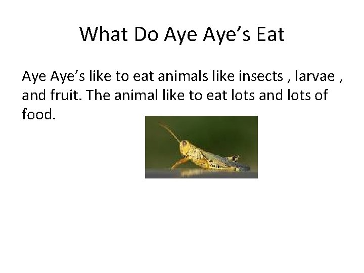 What Do Aye’s Eat Aye’s like to eat animals like insects , larvae ,