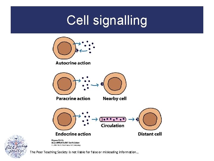 Cell signalling The Peer Teaching Society is not liable for false or misleading information…