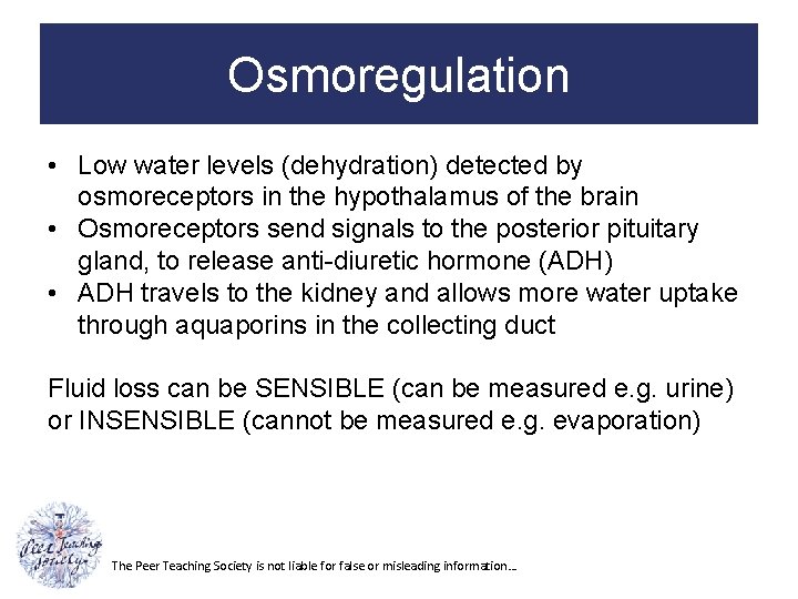 Osmoregulation • Low water levels (dehydration) detected by osmoreceptors in the hypothalamus of the