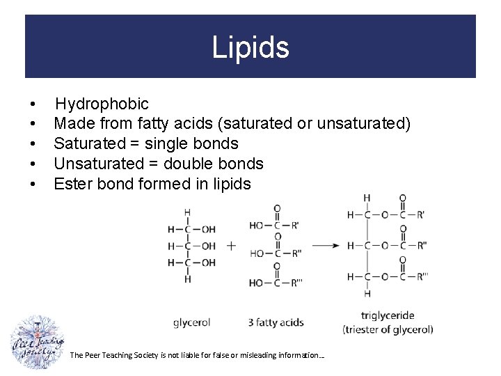 Lipids • • • Hydrophobic Made from fatty acids (saturated or unsaturated) Saturated =