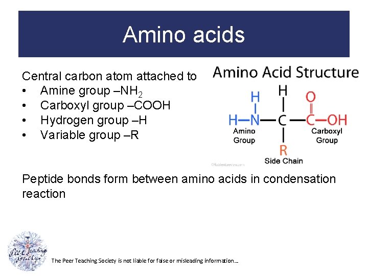Amino acids Central carbon atom attached to • Amine group –NH 2 • Carboxyl
