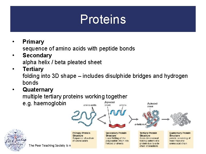 Proteins • • Primary sequence of amino acids with peptide bonds Secondary alpha helix