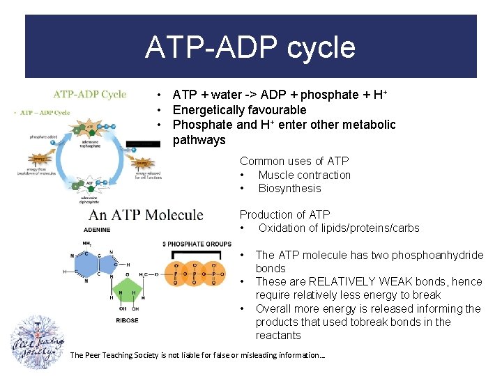 ATP-ADP cycle • ATP + water -> ADP + phosphate + H+ • Energetically