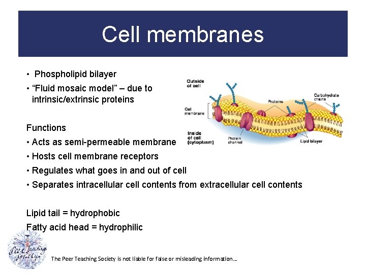 Cell membranes • Phospholipid bilayer • “Fluid mosaic model” – due to intrinsic/extrinsic proteins