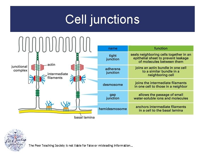 Cell junctions The Peer Teaching Society is not liable for false or misleading information…