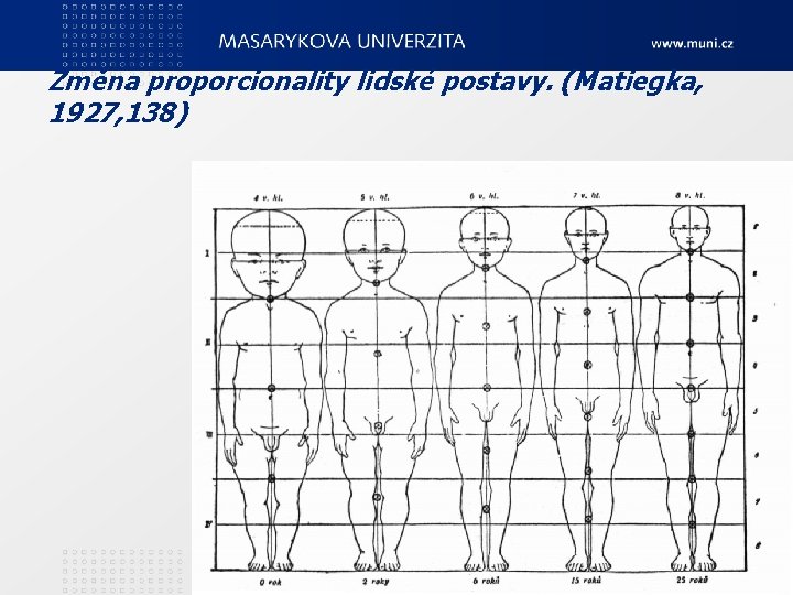 Změna proporcionality lidské postavy. (Matiegka, 1927, 138) 3. Teoretické zákonitosti motorického vývoje 21 
