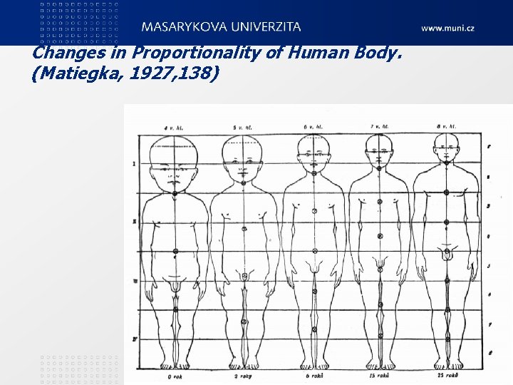 Changes in Proportionality of Human Body. (Matiegka, 1927, 138) 3. Teoretické zákonitosti motorického vývoje
