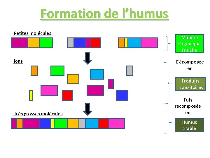 Formation de l’humus Petites molécules Ions Matière Organique Fraîche Décomposée en Produits Transitoires Très