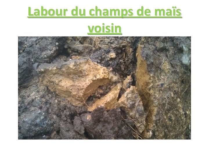 Labour du champs de maïs voisin 