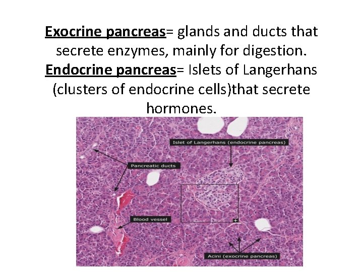 Exocrine pancreas= glands and ducts that secrete enzymes, mainly for digestion. Endocrine pancreas= Islets