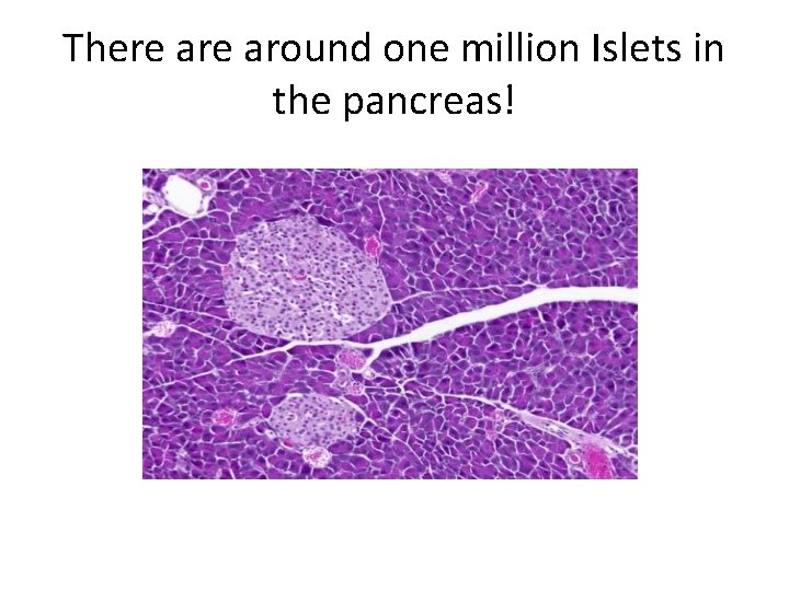 There around one million Islets in the pancreas! 