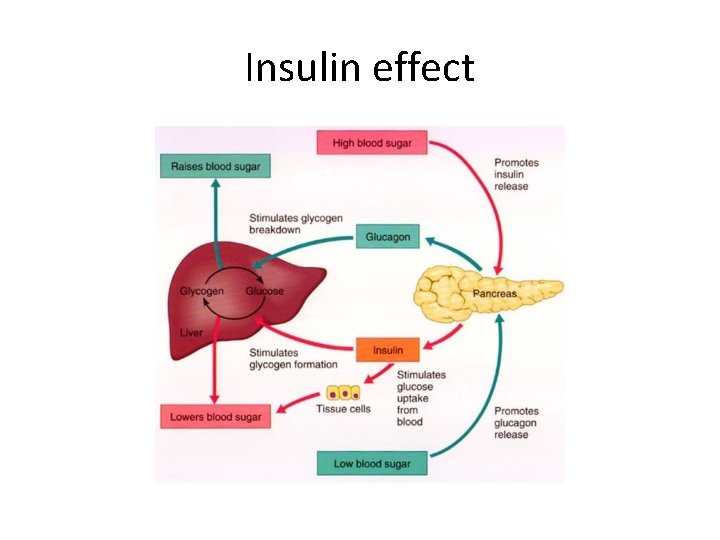 Insulin effect 