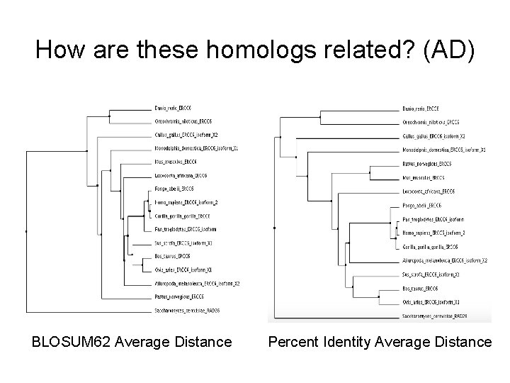 How are these homologs related? (AD) BLOSUM 62 Average Distance Percent Identity Average Distance How are these homologs related? (AD) BLOSUM 62 Average Distance Percent Identity Average Distance