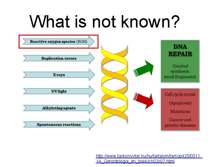 What is not known? G http: //www. tankonyvtar. hu/hu/tartalom/tamop 425/0011_ 1 A_Gerontologia_en_book/ch 02 s What is not known? G http: //www. tankonyvtar. hu/hu/tartalom/tamop 425/0011_ 1 A_Gerontologia_en_book/ch 02 s