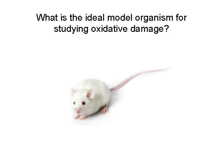 What is the ideal model organism for studying oxidative damage? What is the ideal model organism for studying oxidative damage?