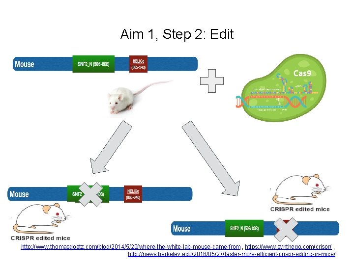 Aim 1, Step 2: Edit http: //www. thomasgoetz. com/blog/2014/5/20/where-the-white-lab-mouse-came-from , https: //www. synthego. com/crispr/ Aim 1, Step 2: Edit http: //www. thomasgoetz. com/blog/2014/5/20/where-the-white-lab-mouse-came-from , https: //www. synthego. com/crispr/