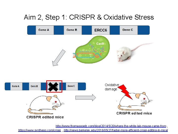 Aim 2, Step 1: CRISPR & Oxidative Stress Oxidative damage http: //www. thomasgoetz. com/blog/2014/5/20/where-the-white-lab-mouse-came-from Aim 2, Step 1: CRISPR & Oxidative Stress Oxidative damage http: //www. thomasgoetz. com/blog/2014/5/20/where-the-white-lab-mouse-came-from