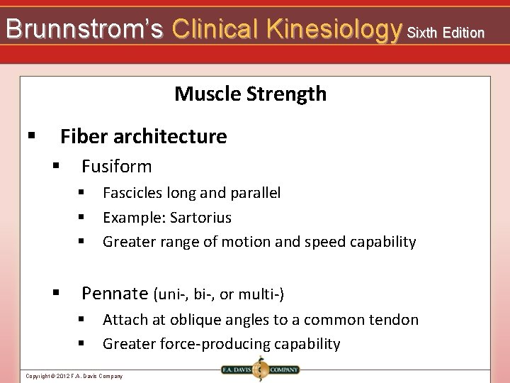 Brunnstrom’s Clinical Kinesiology Sixth Edition Muscle Strength § Fiber architecture § Fusiform § §