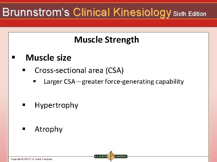 Brunnstrom’s Clinical Kinesiology Sixth Edition Muscle Strength § Muscle size § Cross-sectional area (CSA)