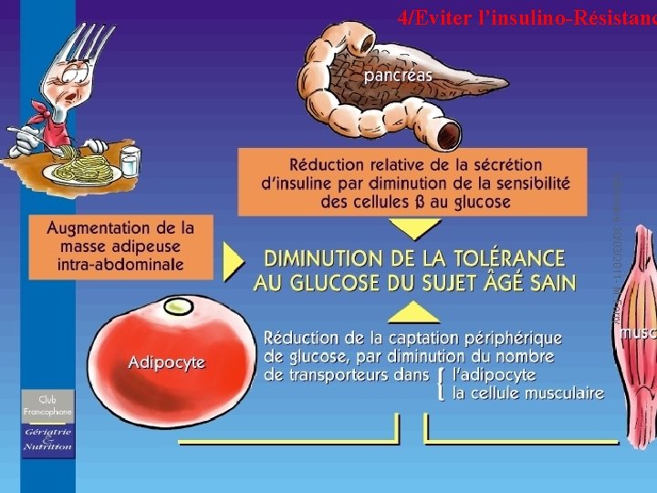 4/Eviter l’insulino-Résistanc Séminaire 30/03/2011 - M. Ferry 