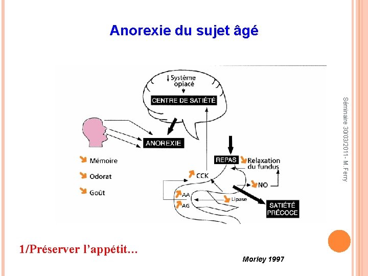 Anorexie du sujet âgé Séminaire 30/03/2011 - M. Ferry 1/Préserver l’appétit… Morley 1997 